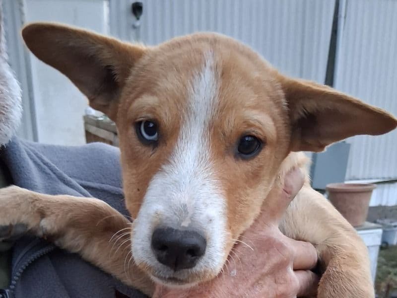 Husky 3 months old female small named Daisy for sale in Suwannee County, Florida | Petmeetly