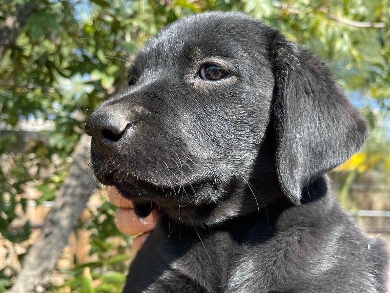 English Labrador Retriever 6 months old male small named No Name Yet for sale in Pima County, Arizona | Petmeetly