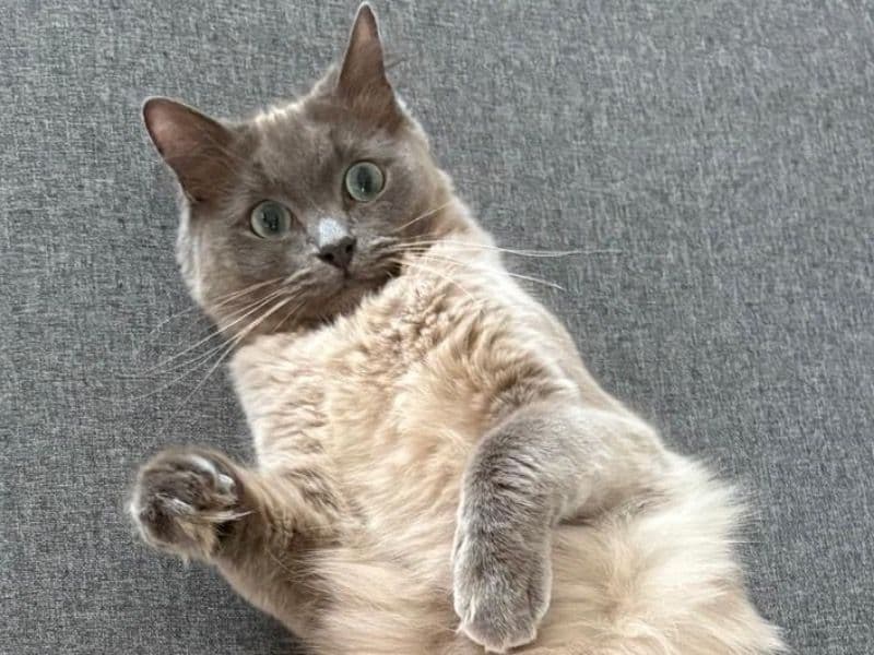Ragdoll 2 years 1 month old female named Luna for breeding in West Yorkshire, England | Petmeetly