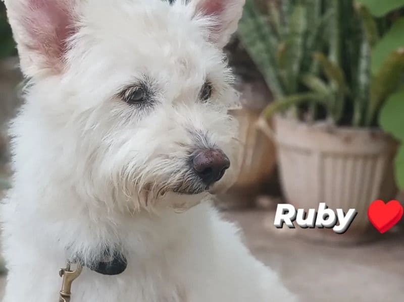 Ruby primary photo