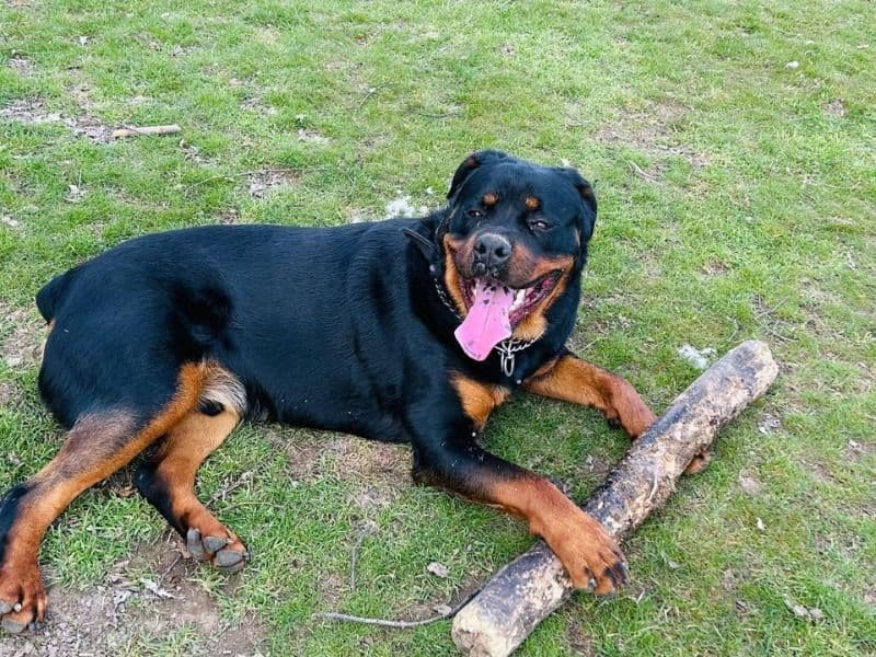 Rottweiler 2 years 1 month old male extra large named Sultaan for sale in Clarkston, Washington | Petmeetly