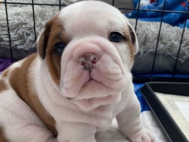Bulldog 6 months old female small named Bella for adoption | Petmeetly
