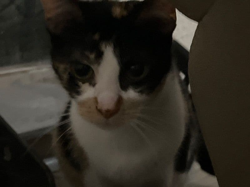 Calico 4 years old female named Mia for sale in Nueces County, Texas | Petmeetly