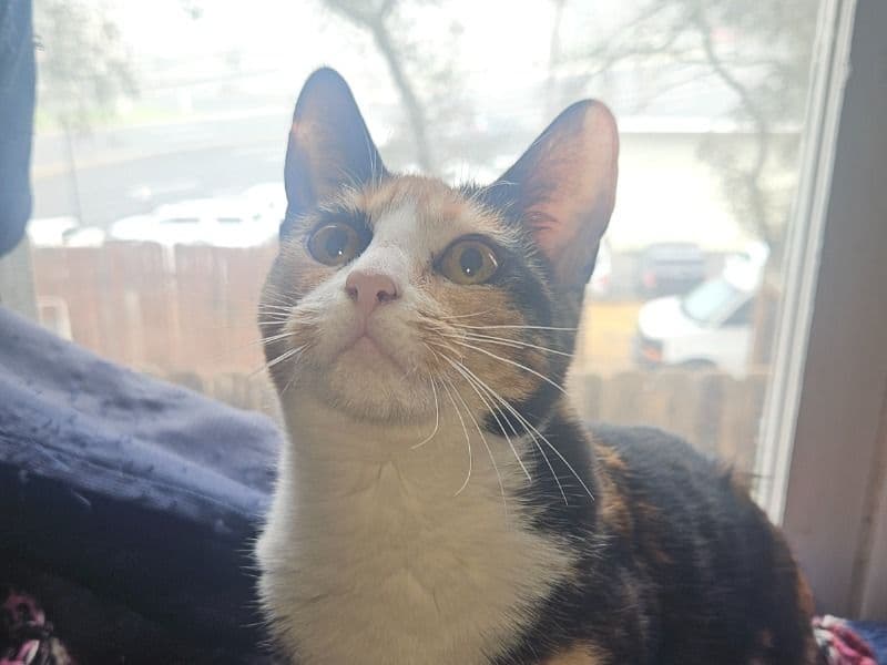 Calico 5 months old female named Mabel for adoption in Sacramento County, California | Petmeetly