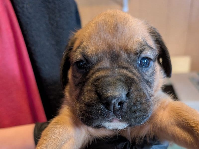 Boxer 1 month old male medium named Boy 5 for sale in McLean County, Illinois | Petmeetly