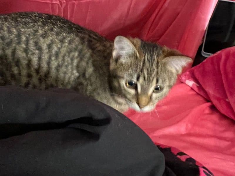 Tabby 4 months old female named Bambi for breeding in Strafford County, New Hampshire | Petmeetly