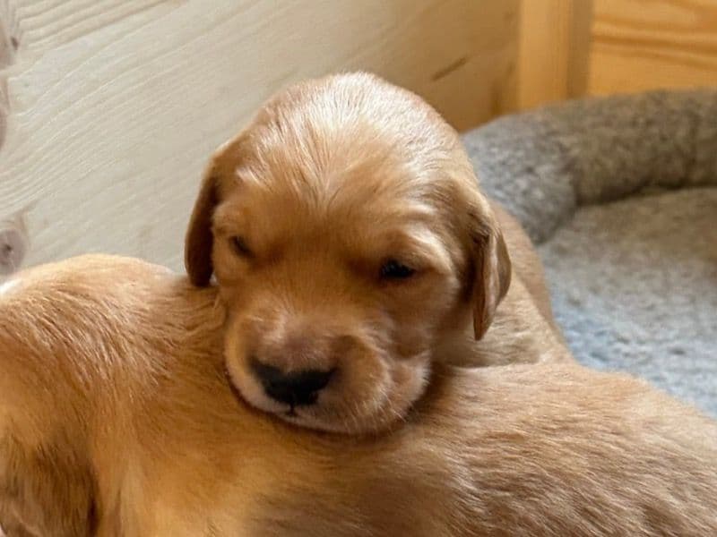 Golden Retriever 7 months old male small named Hugo for breeding in Cornwall, England | Petmeetly