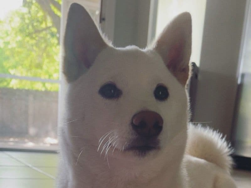Shiba Inu 2 years 4 months old female medium named Sayumi for breeding in Hillsborough County, Florida | Petmeetly