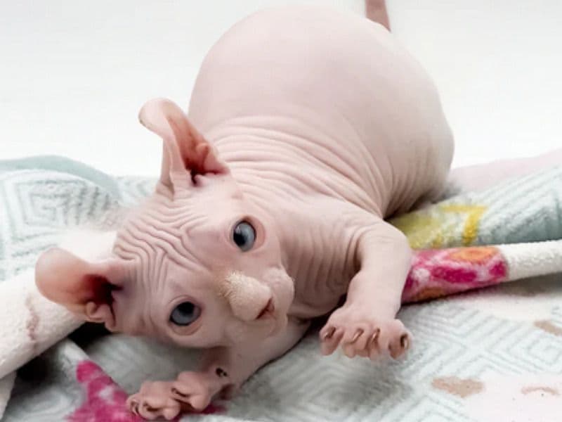 Sphynx 3 months old female named Becky for adoption in New York, New York | Petmeetly
