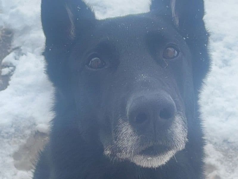 Black German Shepherd 7 years 11 months old male large named Nimi for breeding in Caldwell, Idaho | Petmeetly