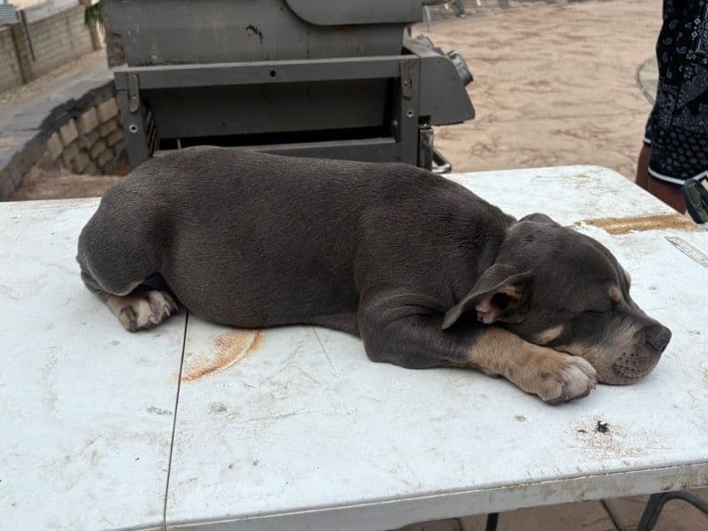 American Bully 5 months old female small named Chi for sale in San Diego County, California | Petmeetly