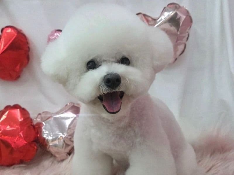 Bichon Frise 9 months old female small named Gina for adoption in Los Angeles County, California | Petmeetly