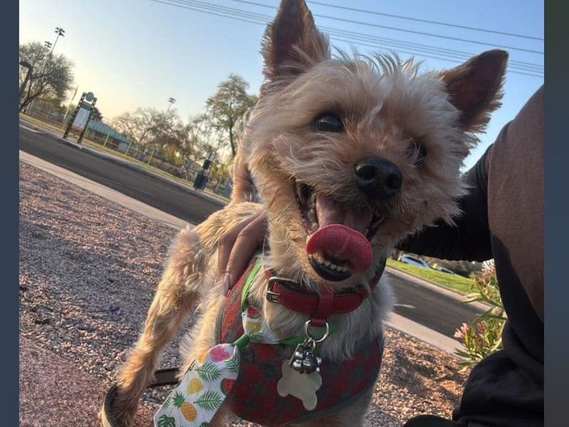 Yorkshire Terrier 9 years 1 month old male medium named Teddy for breeding in Maricopa County, Arizona | Petmeetly