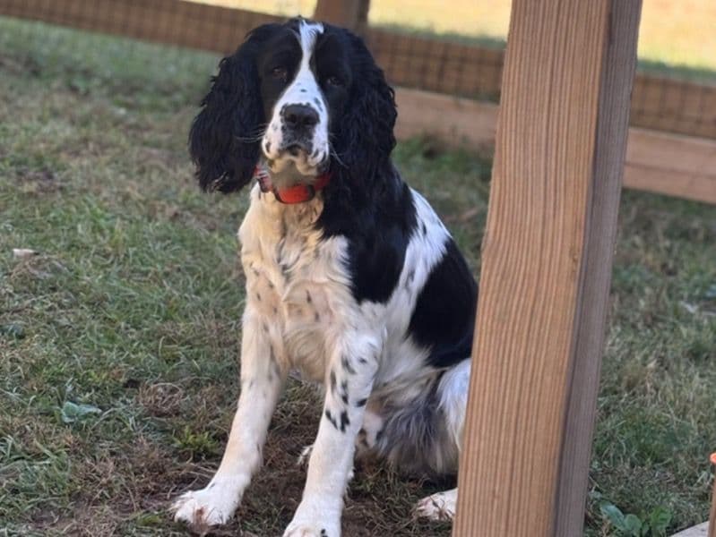 English Springer Spaniel 1 year 2 months old male medium named Murphy for sale in Haralson County, Georgia | Petmeetly