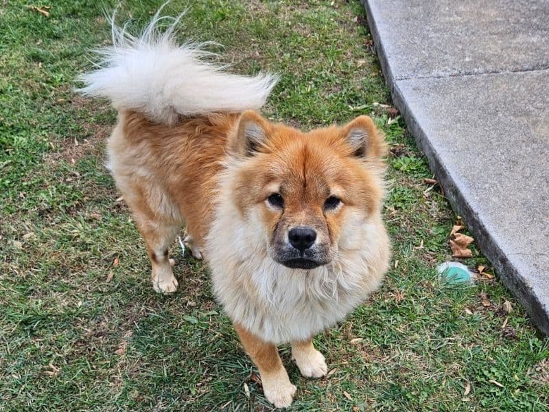 Chow Chow 2 years 4 months old female medium named Koda for sale in Knox County, Tennessee | Petmeetly