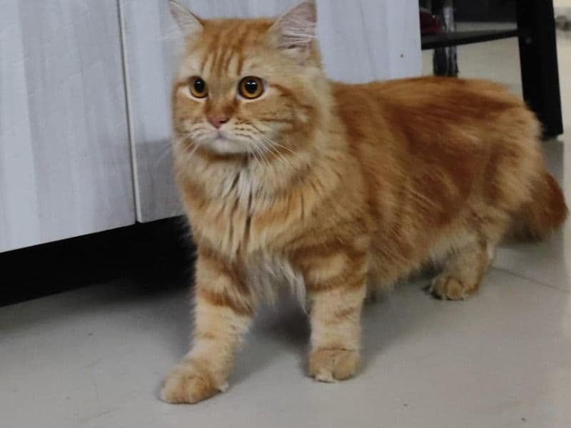 Persian 1 year 11 months old male named Cuqi for breeding in Hyderabad, Telangana | Petmeetly