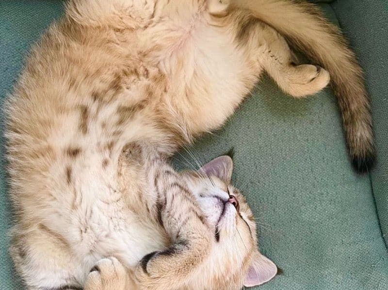 Scottish Straight 1 year 2 months old male named Samson for breeding in Los Angeles County, California | Petmeetly