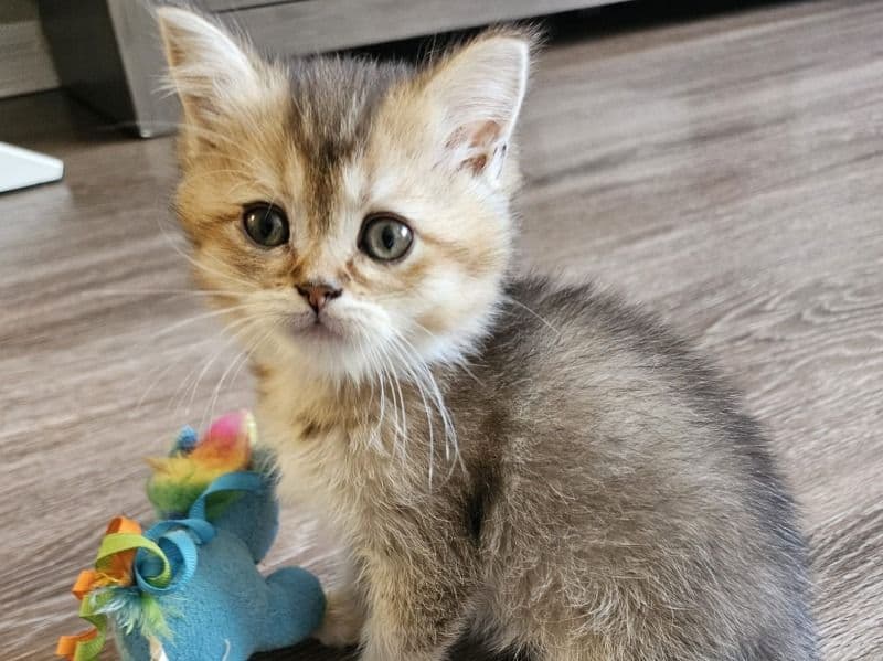 British Shorthair 2 months old female named Nala for sale in Condado de Orange, Flórida | Petmeetly