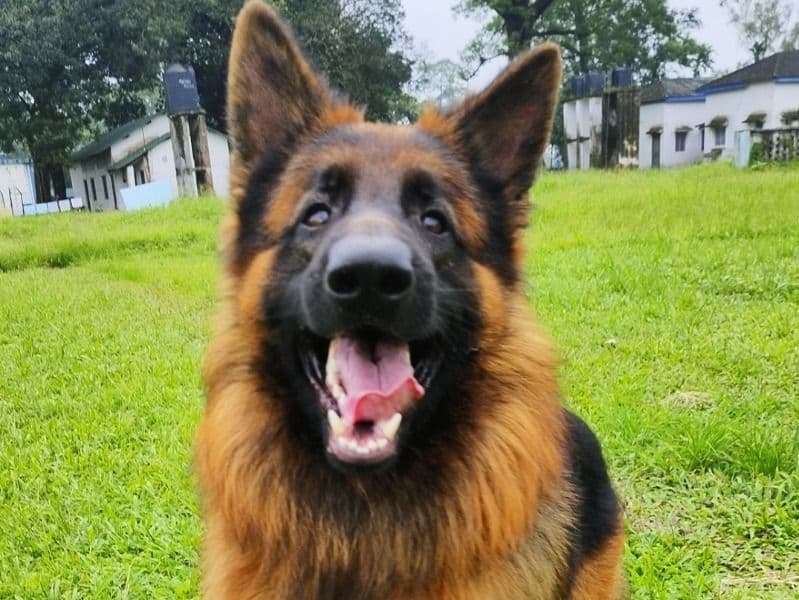 Black German Shepherd 3 years 4 months old male large named Bruno for breeding in Gwalior Division, Madhya Pradesh | Petmeetly