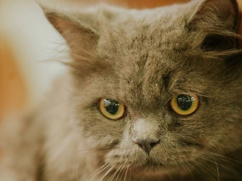 Persian 2 years old male named Luna for breeding in Konkan Division, Maharashtra | Petmeetly