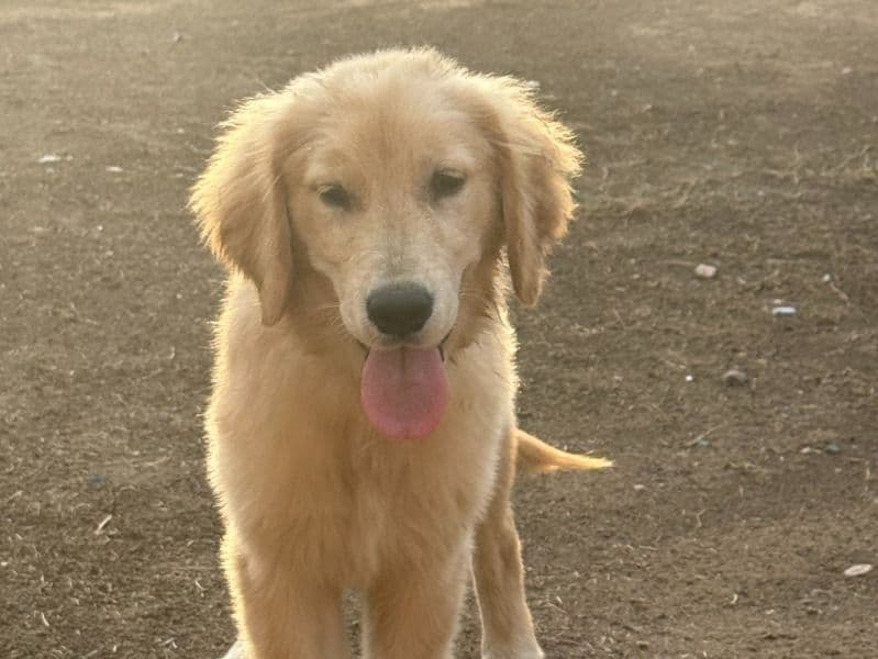 Golden Retriever 10 months old male medium named Messi for sale in Maricopa County, Arizona | Petmeetly