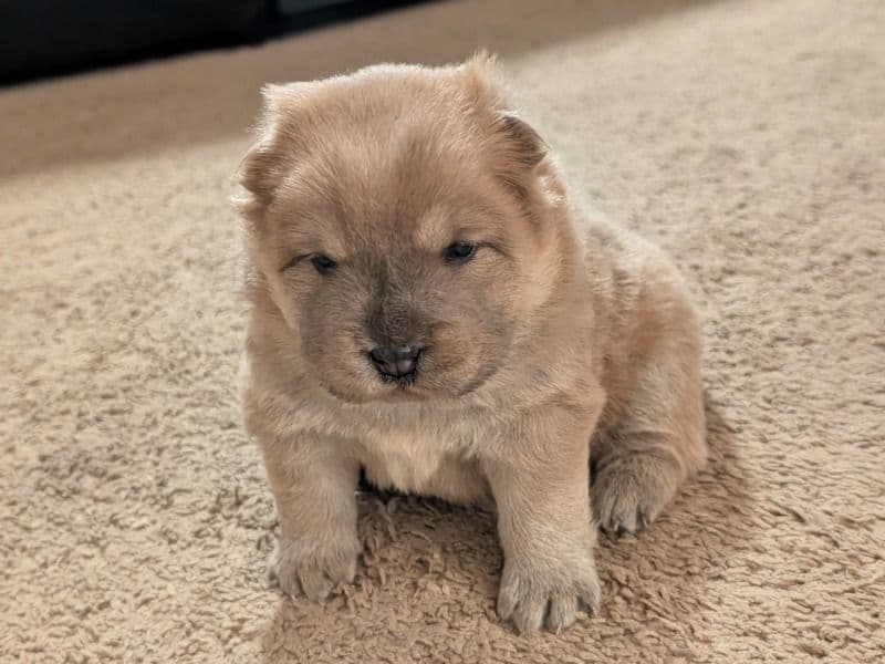 Chow Chow 1 month old male small named Male 1 for sale in Madison County, Alabama | Petmeetly