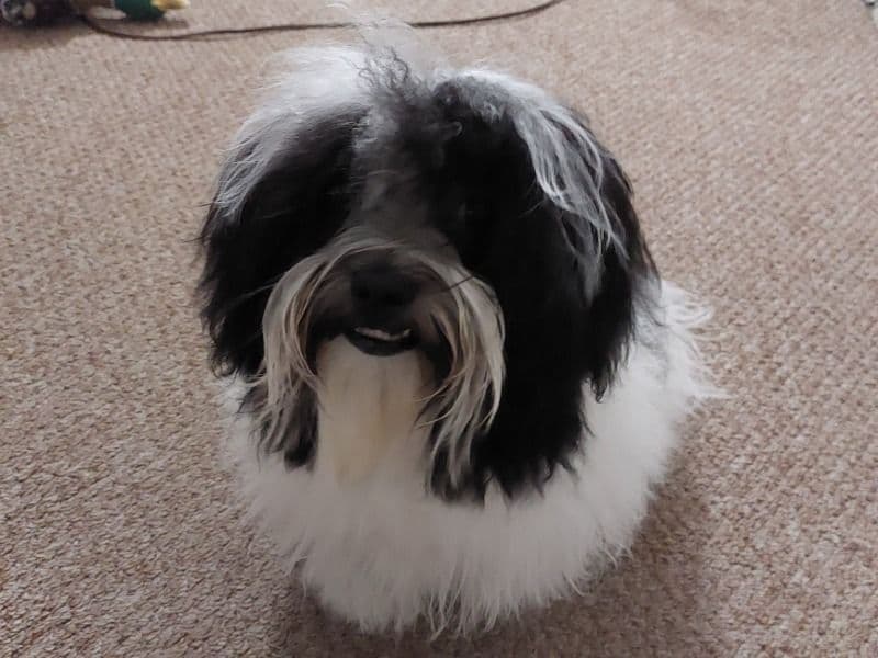 Havanese 1 year 4 months old male small named Magnum for breeding in Maricopa County, Arizona | Petmeetly