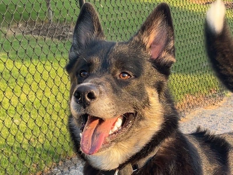 Husky 2 years 11 months old male medium named Tucker for adoption in Gaston County, North Carolina | Petmeetly