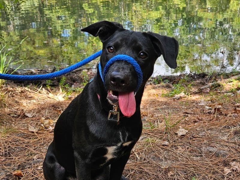 Labrador Retriever 8 months old female medium named Summer for adoption in Harris County, Texas | Petmeetly