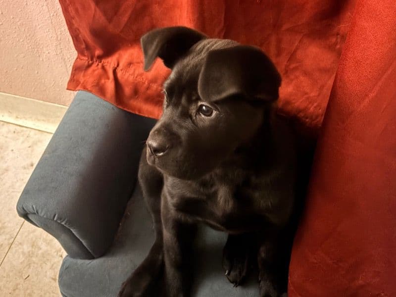 Labrador Retriever 3 months old female medium named Midnight for sale in Yakima County, Washington | Petmeetly