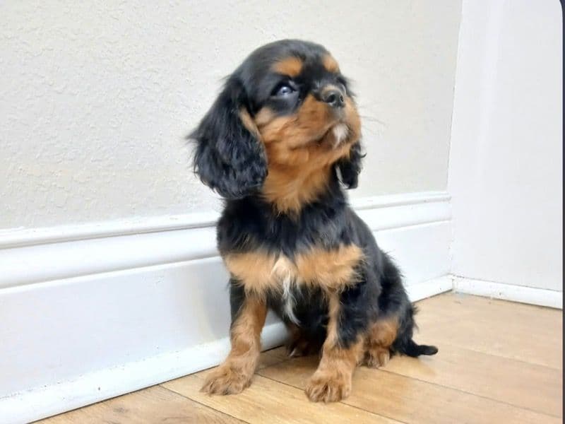 Cavalier King Charles Spaniel 2 months old female small named Sassy for sale in Hamilton County, Tennessee | Petmeetly