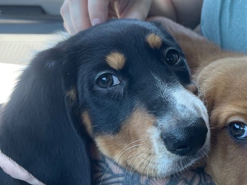 Basset Hound 4 months old male small named Snicker for adoption in Marion County, Indiana | Petmeetly