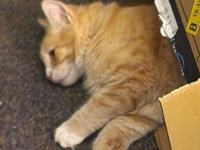 British Longhair 1 year 4 months old male named Garfield for sale in South Yorkshire, England | Petmeetly