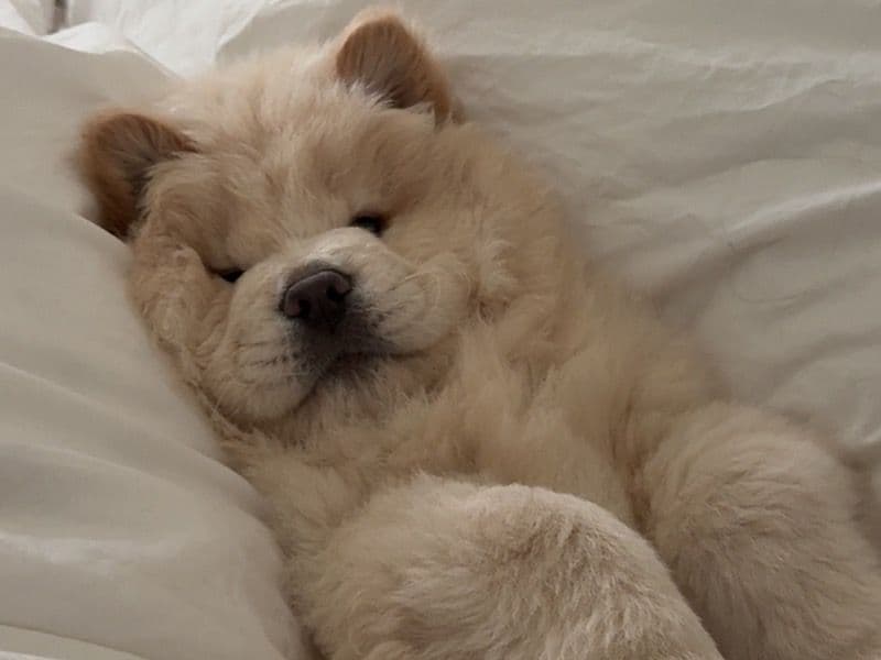 Chow Chow 3 months old male medium named Sunny for sale in Fort Bend County, Texas | Petmeetly