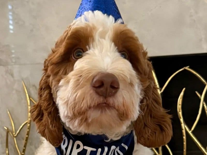 Australian Labrodoodle 2 years old male medium named Tito for sale in Fulton County, Georgia | Petmeetly