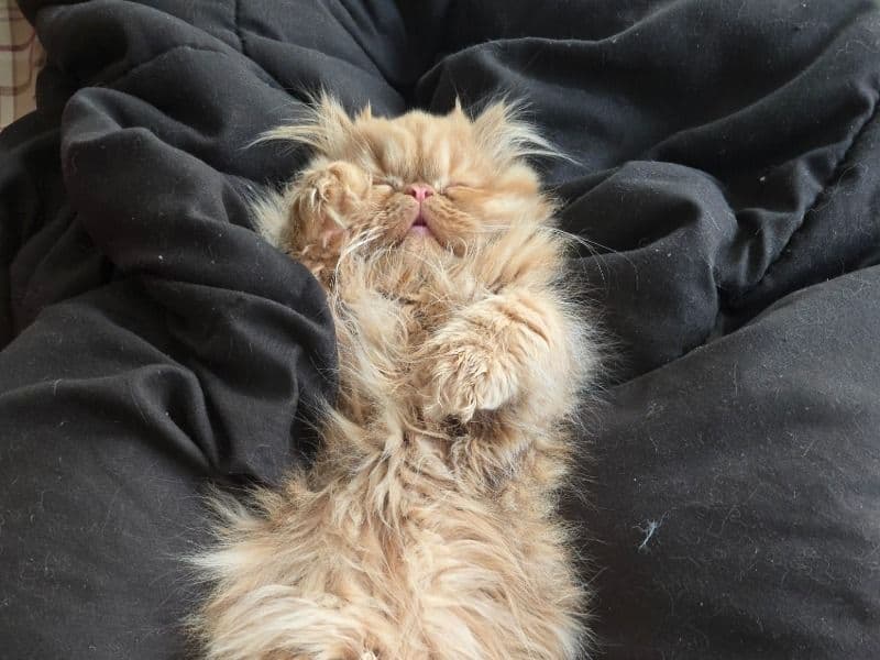 Persian 4 months old female named Athena for sale in Wayne County, North Carolina | Petmeetly