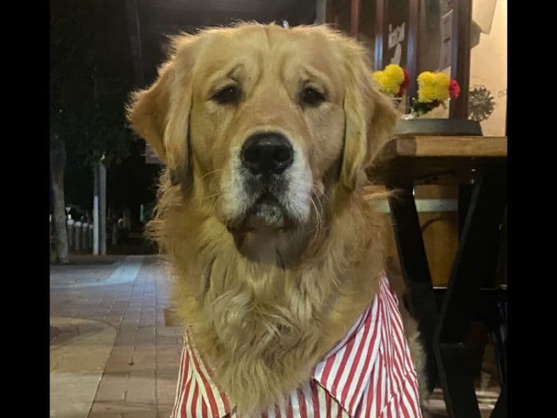Golden Retriever 2 years 10 months old male extra large named Ted for breeding in Clarence Valley Council, New South Wales | Petmeetly