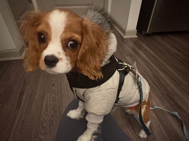 Cavalier King Charles Spaniel 4 months old male small named Zeus for sale in Wake County, North Carolina | Petmeetly