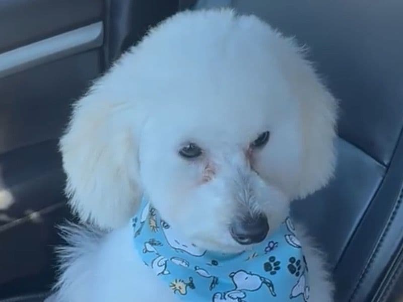 Poodle 6 months old male small named Lilo for sale in Pasco County, Florida | Petmeetly