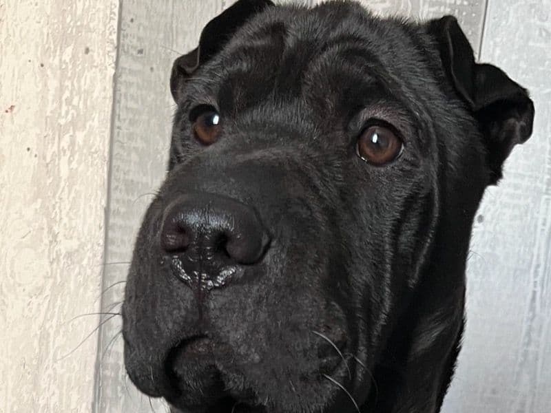 Shar Pei 5 years 4 months old female medium named Quinn for breeding in Herefordshire, England | Petmeetly