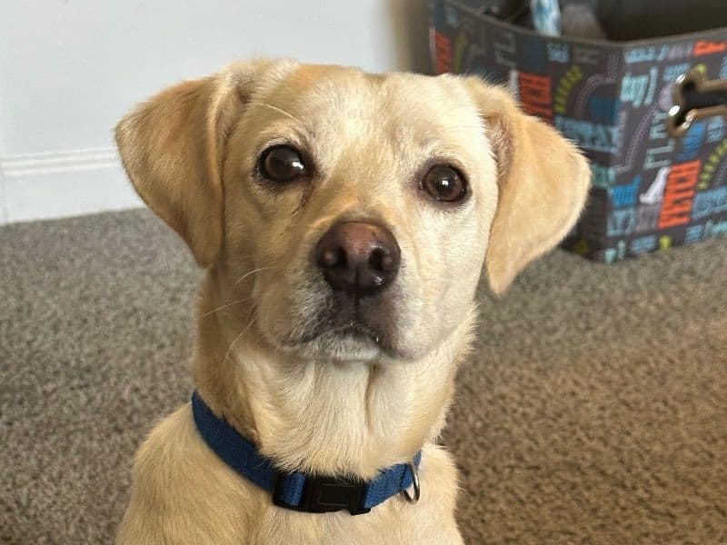 Ravioli primary photo