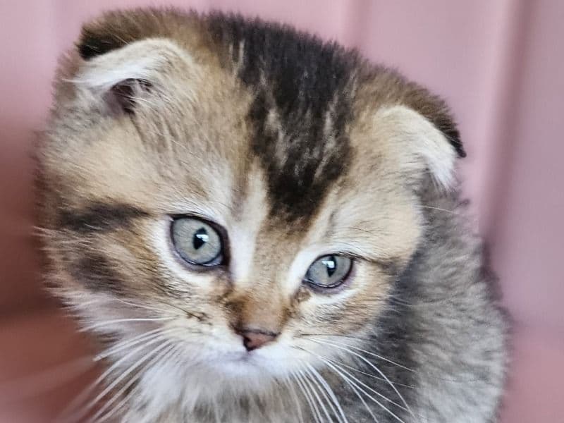 Scottish Fold 3 months old male named Terry for sale in Condado de Orange, Flórida | Petmeetly