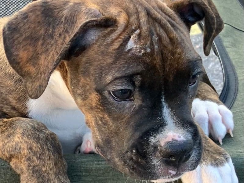 Boxer 3 months old male small named Jackson for adoption in Bexar County, Texas | Petmeetly