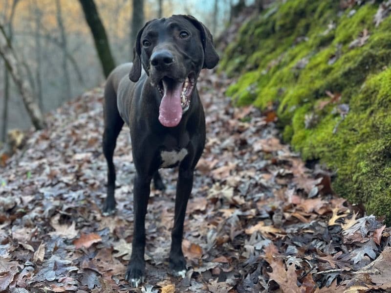 German Shorthaired Pointer 7 years 11 months old male large named Gunner for breeding in Benton County, Arkansas | Petmeetly