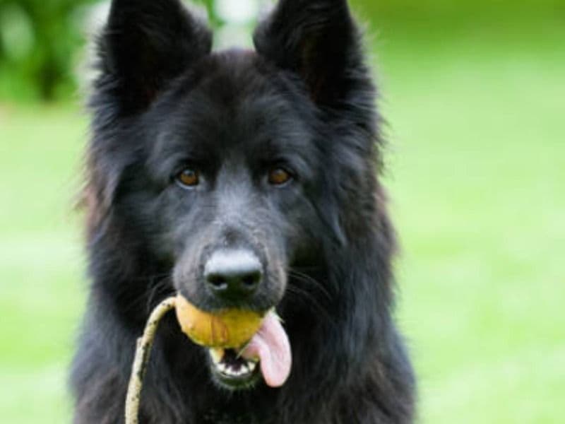 Black German Shepherd 3 years 6 months old male medium named Sheru for breeding in Konkan Division, Maharashtra | Petmeetly