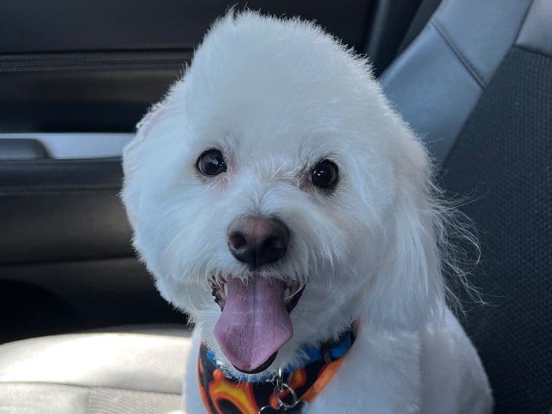 Maltese 5 years 6 months old male small named Yuki for adoption in Maricopa County, Arizona | Petmeetly