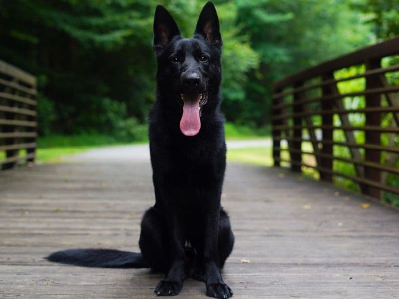 Black German Shepherd 2 years 9 months old male large named Absol for breeding in Guilford County, North Carolina | Petmeetly