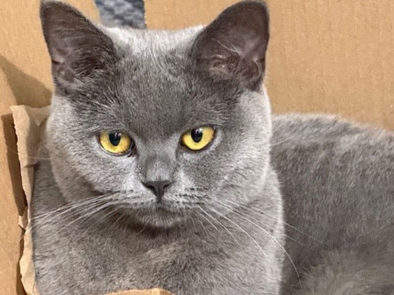 British Shorthair 1 year old female named Lexi for breeding in Orange County, California | Petmeetly