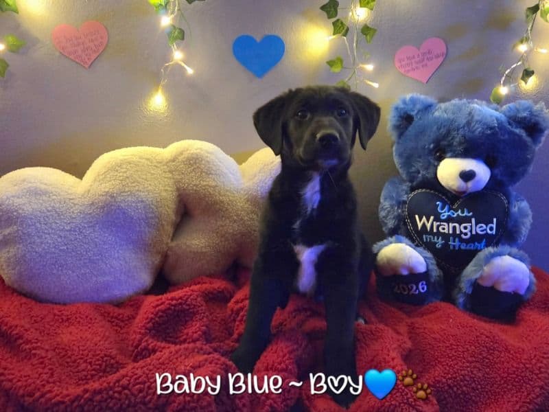 Golden Retriever 2 months old male small named Baby Blue for sale in Johnson County, Kansas | Petmeetly