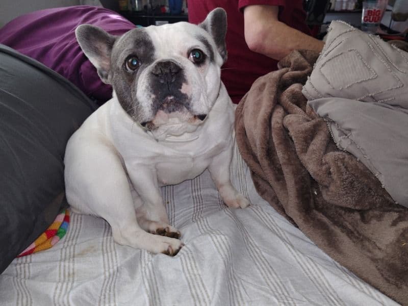 French Bulldog 6 years 1 month old female small named Jasmine for adoption in Clark County, Washington | Petmeetly